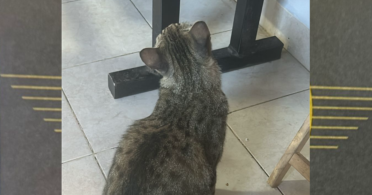 Foto de espalda del gato Pistón